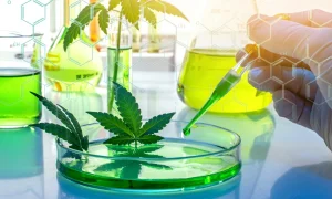 How Hemp Product Quality Builds Trust