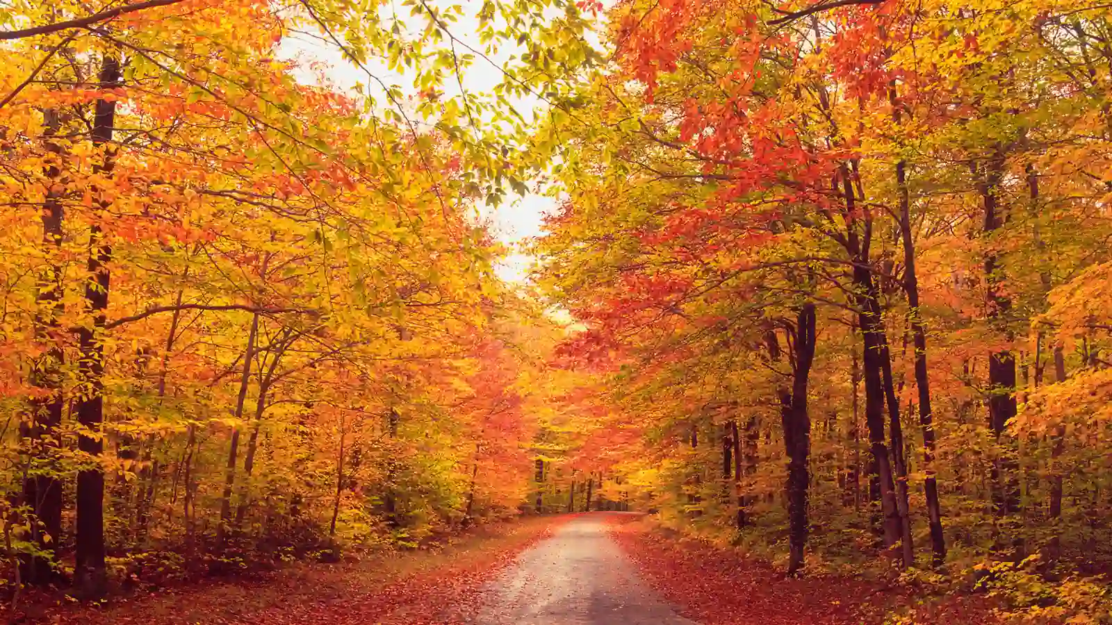 Know When Leaves Change Color